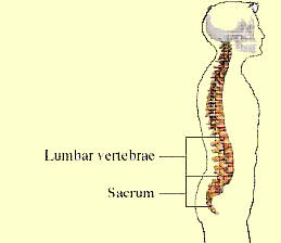 The lower back is an elegant construction of bone, muscle, and ligament.